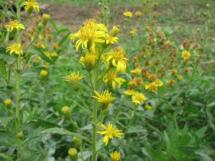 Elecampane
