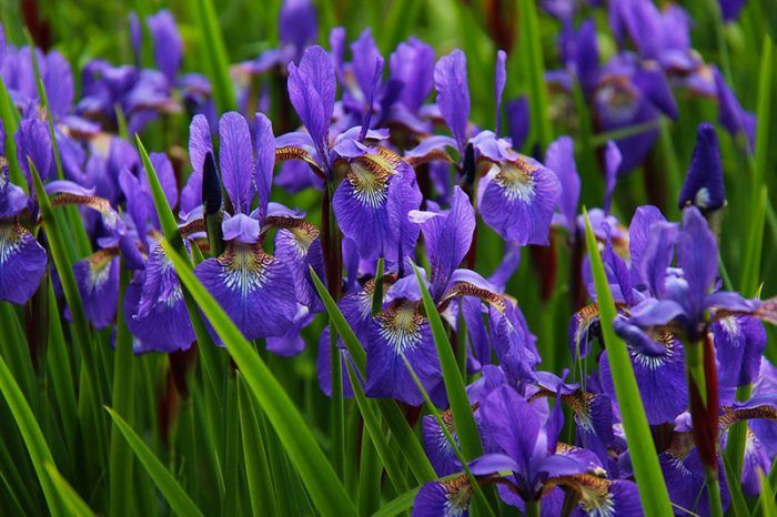 Iris