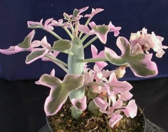 Senecio, mahusay magsalita
