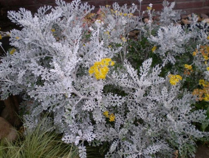 Cineraria ragwort