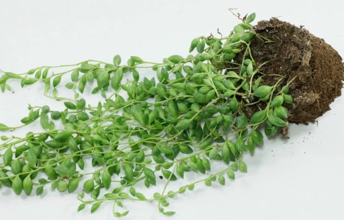 Senecio gerreinii