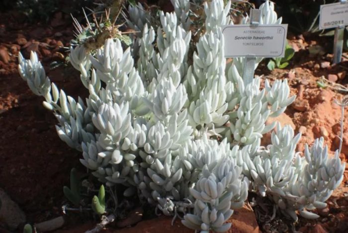 Senecio Haworthii
