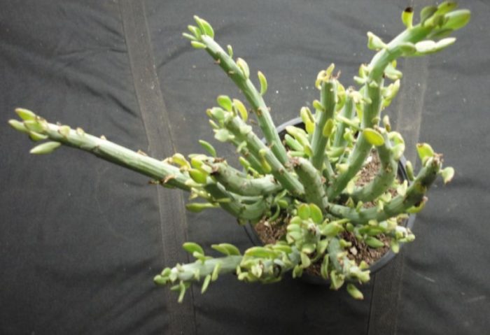 Senecio euphorbiaceae