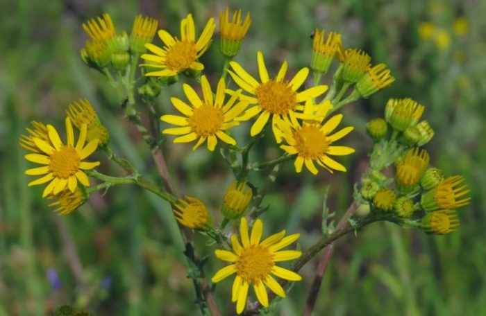 Karaniwang groundsel