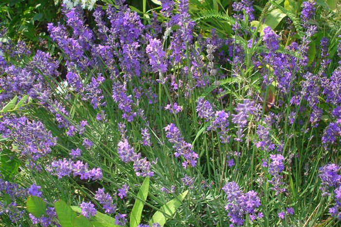 Lavender