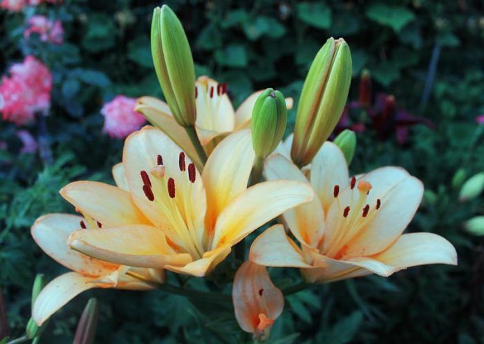 Kwiat lilii
