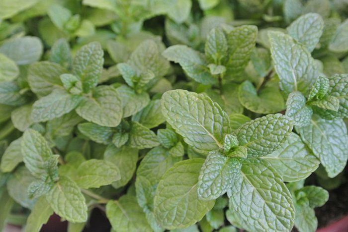 Mint