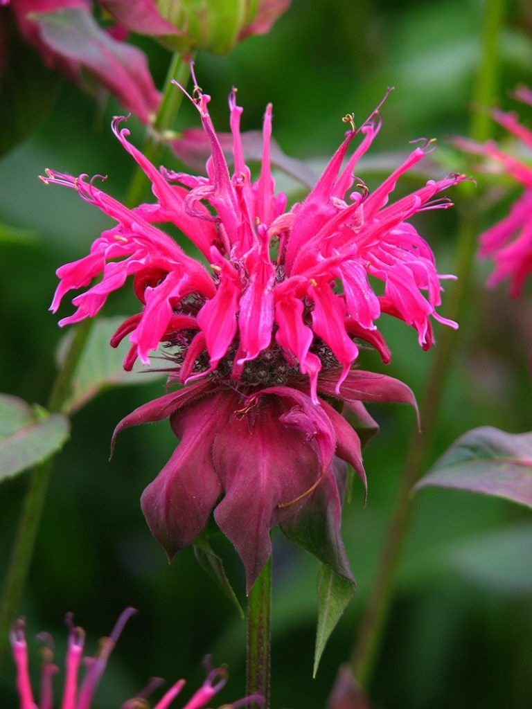 Monarda