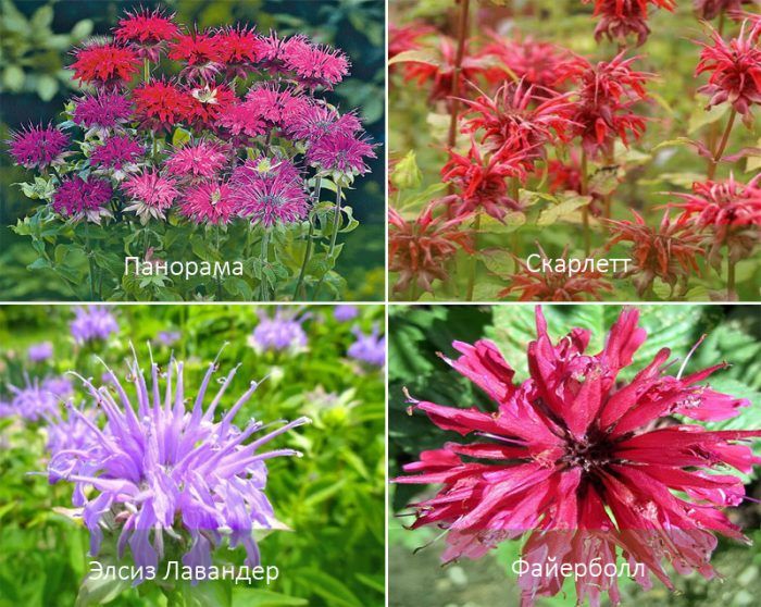 Mga uri ng monarda
