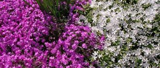 Aubrieta o aubretia