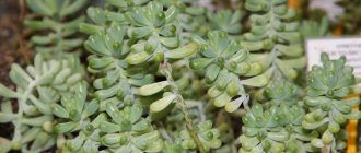 Sedum o sedum
