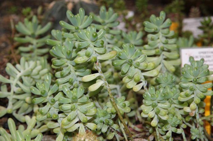 Sedum o sedum