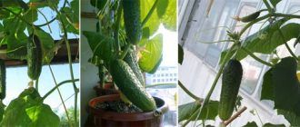 Mga pipino