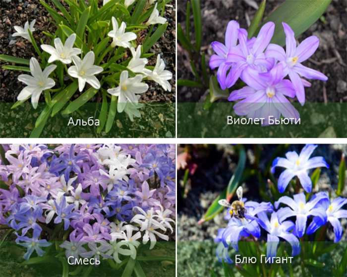 Chionodoxa