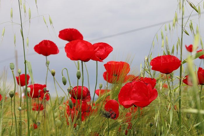 Poppy