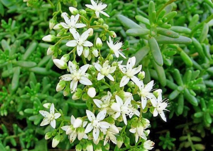 Puting sedum
