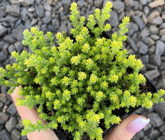 Sedum acutum
