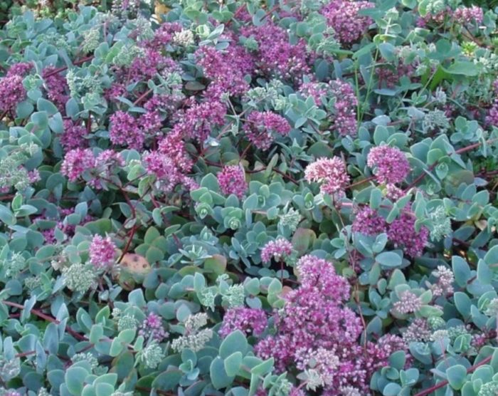 Sedum eversii