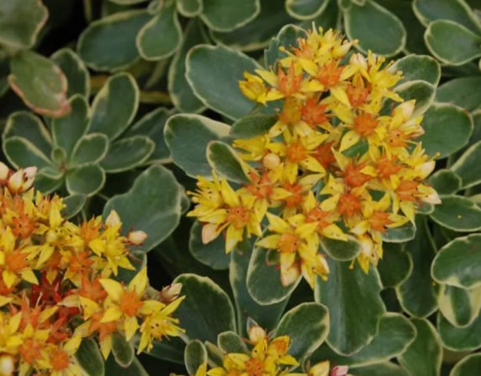 Kamchatka sedum