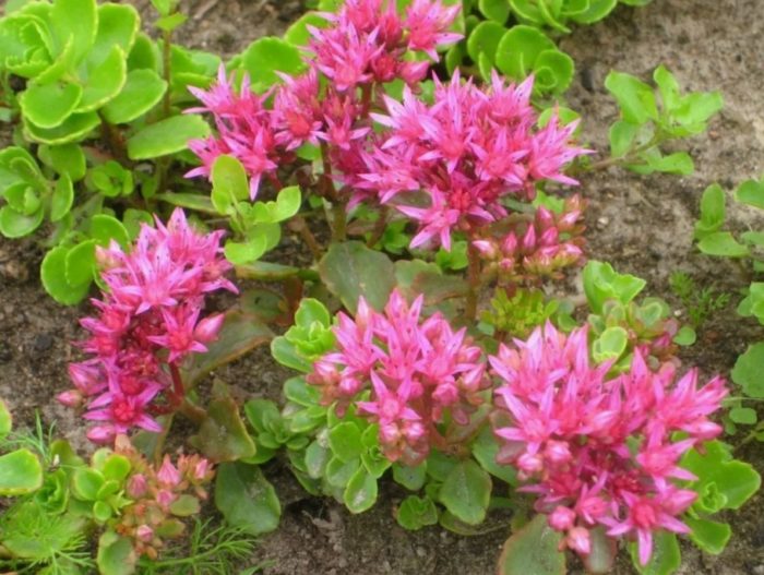 Sedum spurium