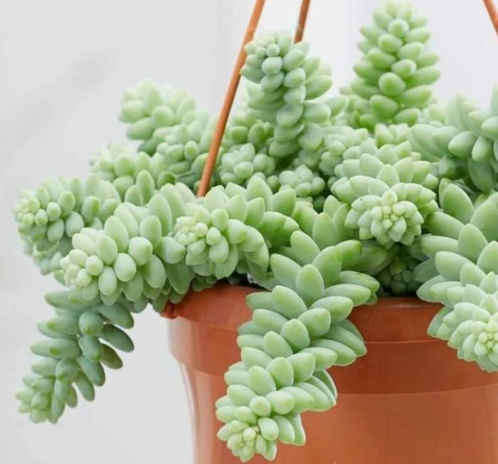 Sedum Morganii