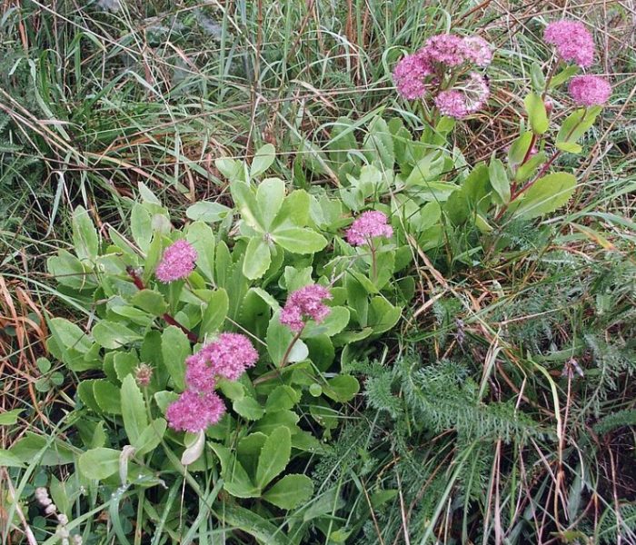 Sedum vulgare
