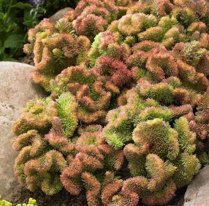 Sedum reflexum
