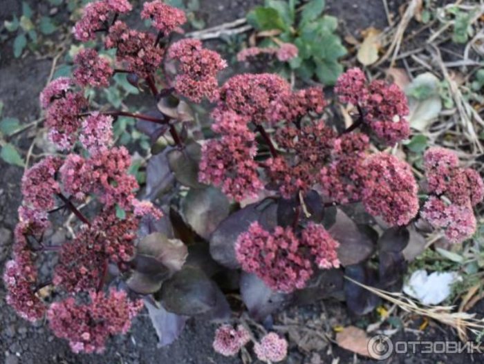 Sedum sa isang kama ng bulaklak