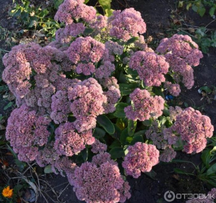 Lila na sedum