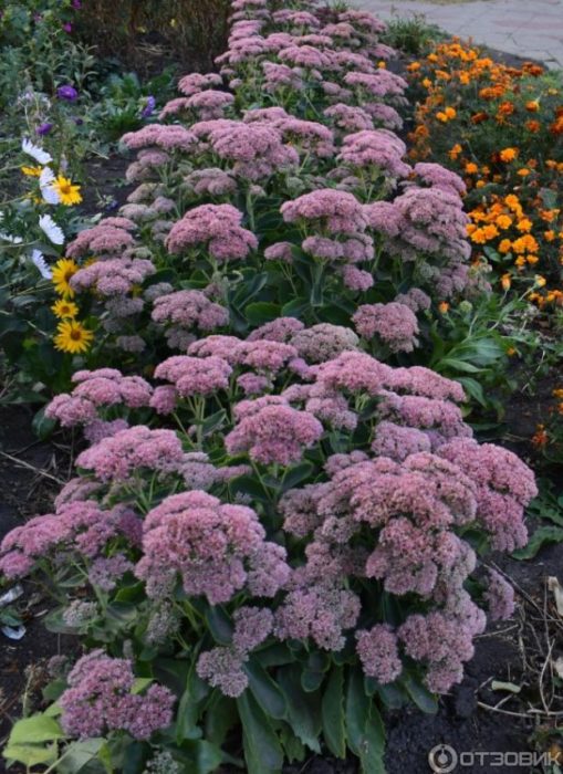 Sedum sa hangganan