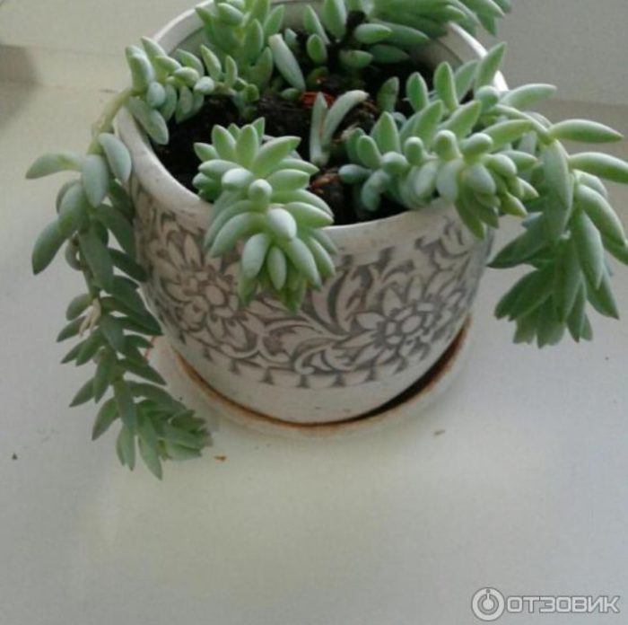 Sedum impatiens