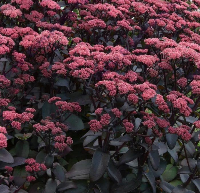 Lila na sedum