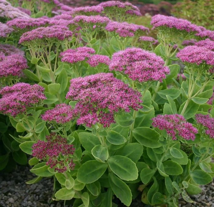 Sedum spectabile