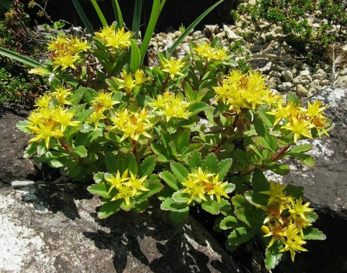 Sedum matibay