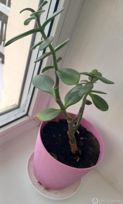 Crassula sa bintana