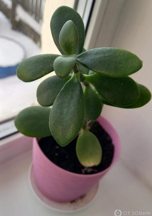 Mga dahon ng Crassula