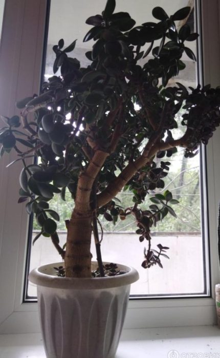 Malaking puno ng Crassula