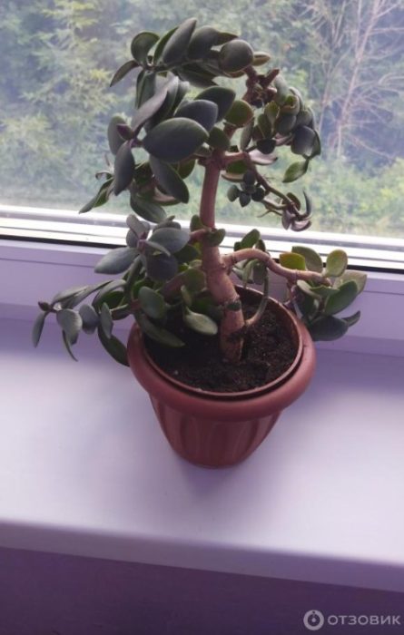 Crassula sa isang bagong palayok