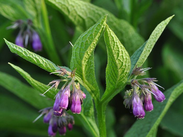 Comfrey