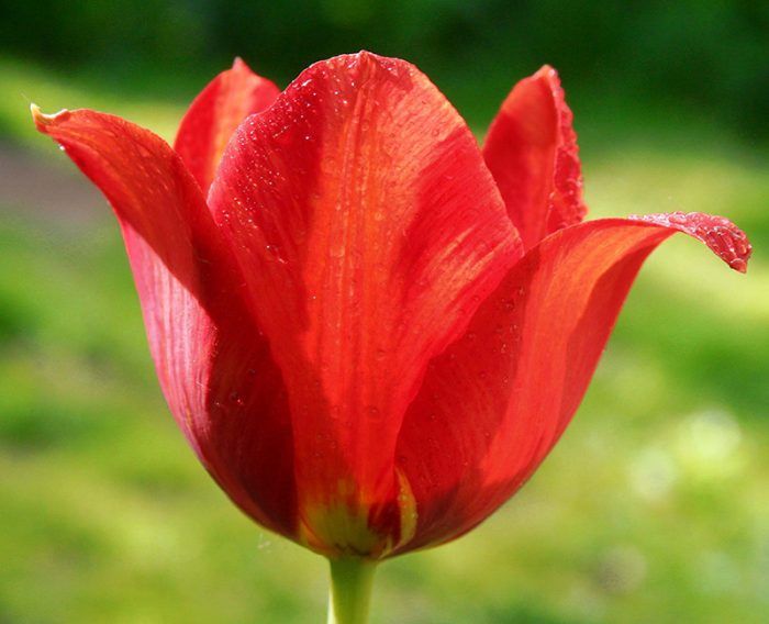 Tulipa