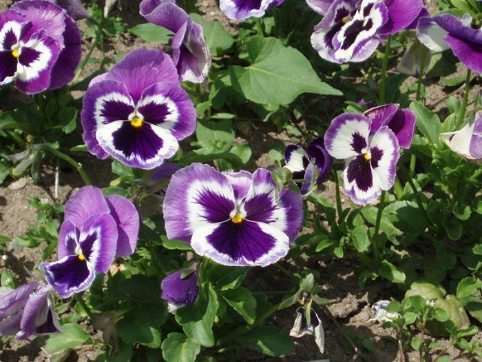 Mga Pansy