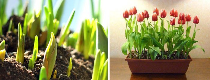 Pagtatanim ng mga tulip sa lupa