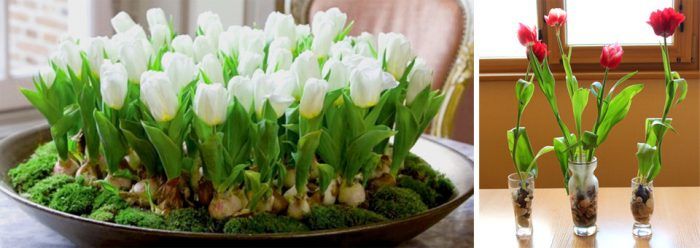 Nútenie tulipánov