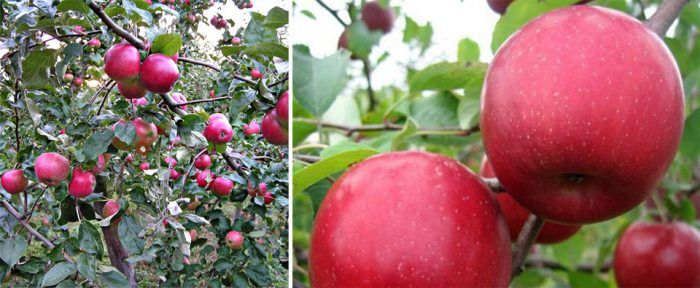 Puno ng Cherry Apple
