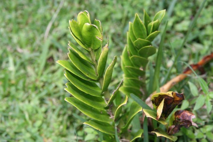 Zamioculcas
