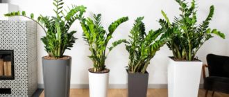 Zamioculcas in het binnenland