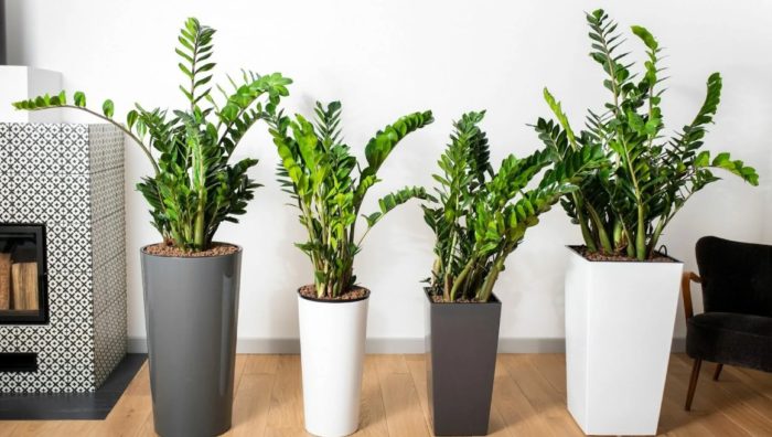 Zamioculcas sa loob