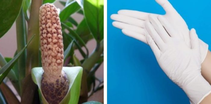 Mga guwantes para sa paglipat ng bulaklak