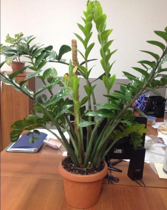 Pagtatanim ng Zamioculcas