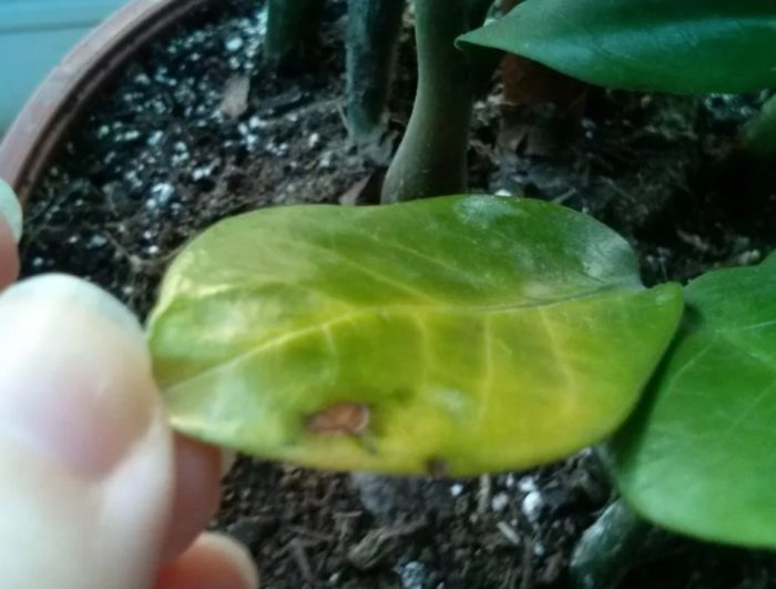 Pinsala sa dahon ng Zamioculcas